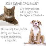 Kutya portré fotóról